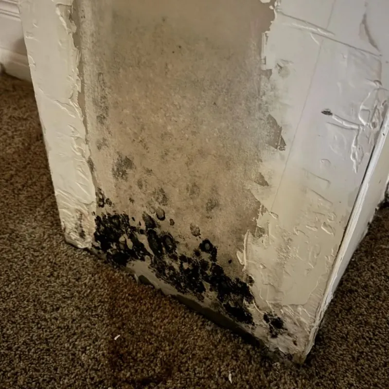 Professional Mold Removal in Newton County, TX